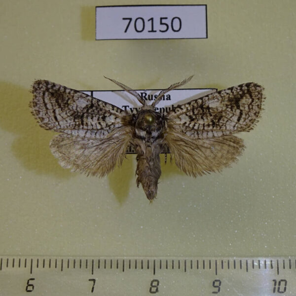 Cossidae Catopta perunovi Tyva rep.
