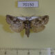 70150p Cossidae Catopta perunovi Tyva rep. $7