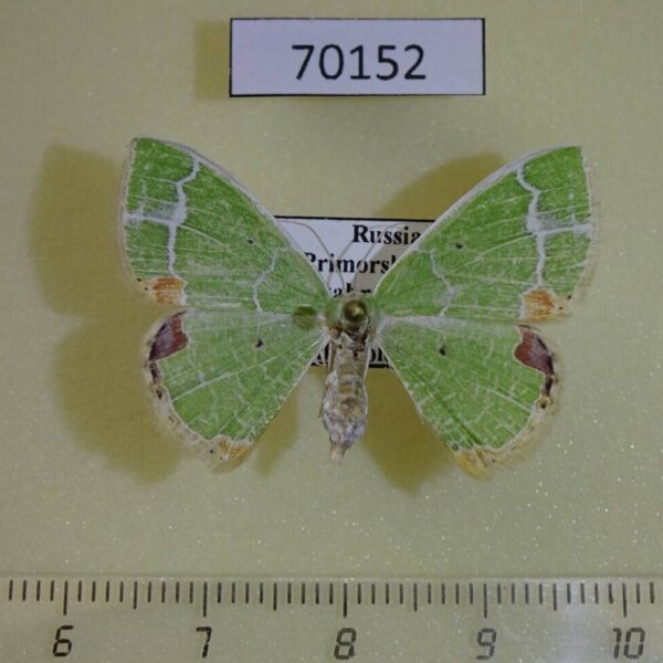 Geometridae Comibaena delicatior f Primorye