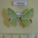70152p Geometridae Comibaena delicatior f Primorye $6