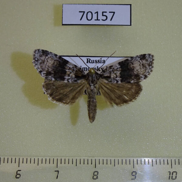 Noctuidae Cranionycta jankowskii Primorye