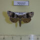 70157p Noctuidae Cranionycta jankowskii Primorye $6