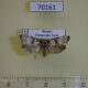 70161p Tortricidae Phtheochroa pistrinana Primorye $7