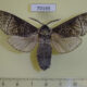70165p Cossidae Acossus terebra Kazakhstan $10