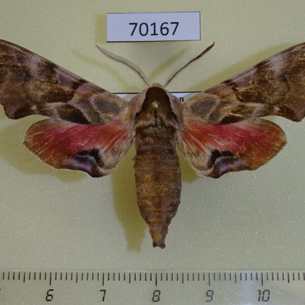Sphingidae Smerinthus kindermannii iliensis Kazakhstan