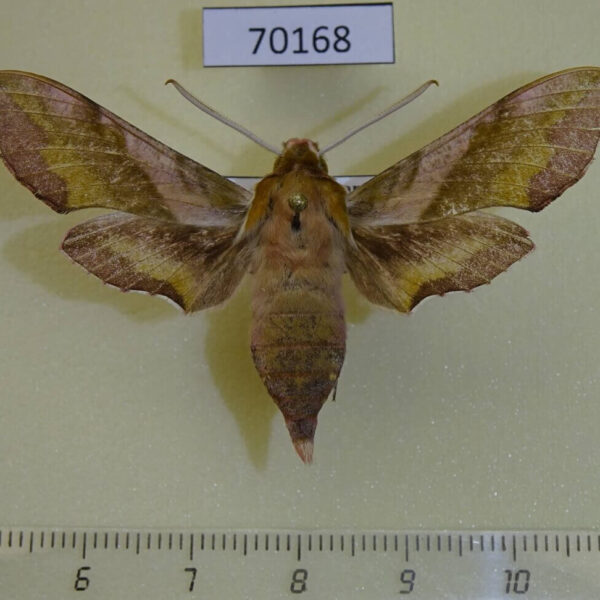Sphingidae Deilephila porcellus sus Kazakhstan