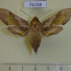 70168p Sphingidae Deilephila porcellus sus Kazakhstan $7