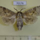 70176p Cossidae Cossus cossus shmakovi Tyva rep. $15