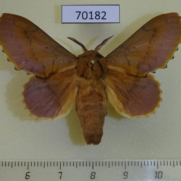 Lasiocampidae Gastropacha quercifolium Altai reg.