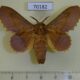70182p Lasiocampidae Gastropacha quercifolium Altai reg. $7