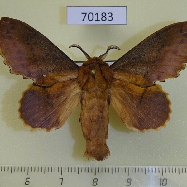 Lasiocampidae Gastropacha quercifolium Altai reg.