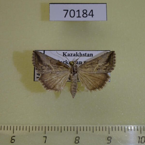 Noctuidae Zekelita ravalis Kazakhstan
