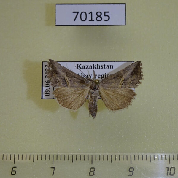 Noctuidae Zekelita ravalis Kazakhstan