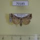 70185p Noctuidae Zekelita ravalis Kazakhstan $4