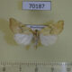 70187p Noctuidae Cosmia subtilis Kazakhstan $10