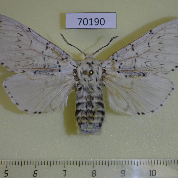 Notodontiidae Cerura przewalskii f Kazakhstan