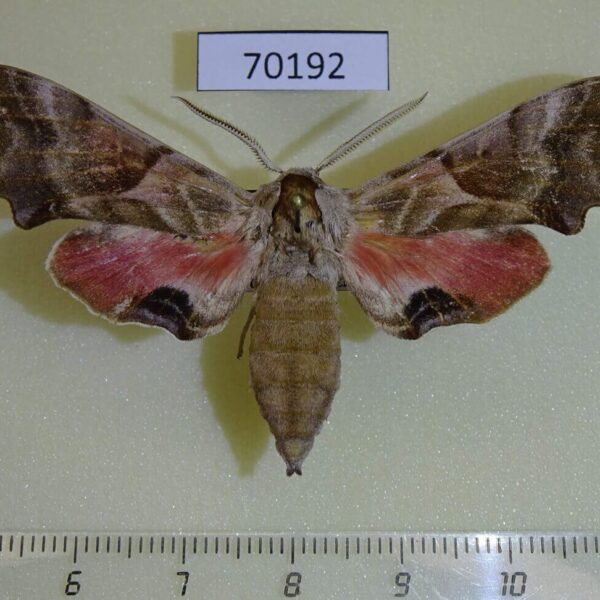 Sphingidae Smerinthus kindermannii iliensis Kazakhstan