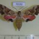 70192p Sphingidae Smerinthus kindermannii iliensis Kazakhstan $10