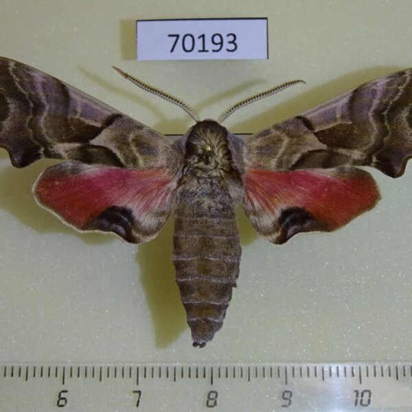 Sphingidae Smerinthus kindermannii iliensis Kazakhstan