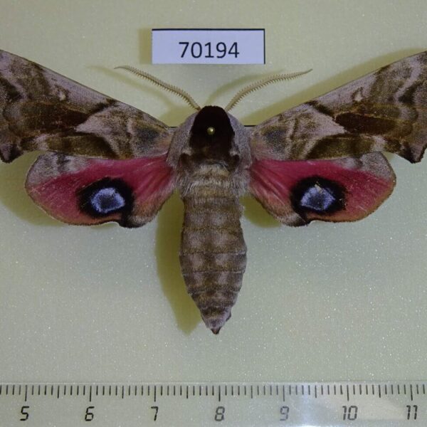 Sphingidae Smerinthus ocellata cinerascens Kazakhstan