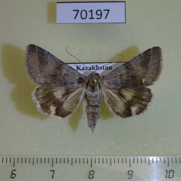 Noctuidae Drasteria caucasica f Kazakhstan