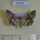 70197p Noctuidae Drasteria caucasica f Kazakhstan $6