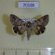 70198p Noctuidae Drasteria aberrans Kazakhstan $8