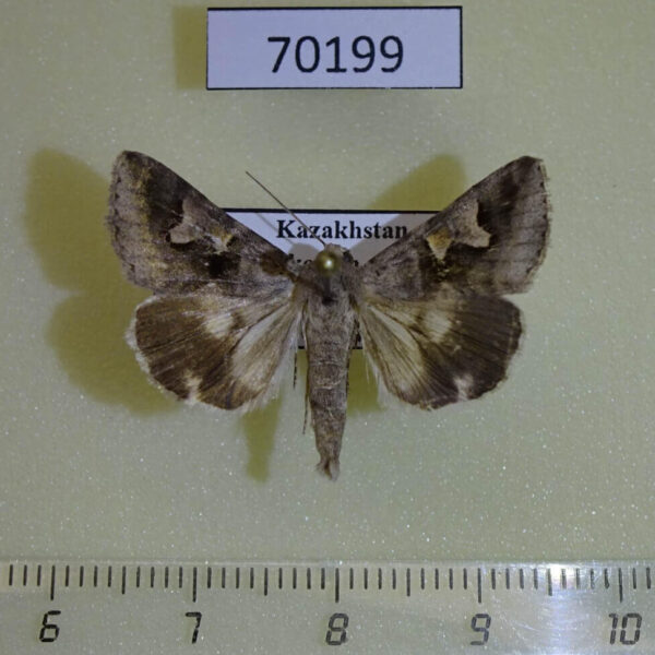 Noctuidae Drasteria caucasica Kazakhstan