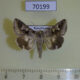 70199p Noctuidae Drasteria caucasica Kazakhstan $4