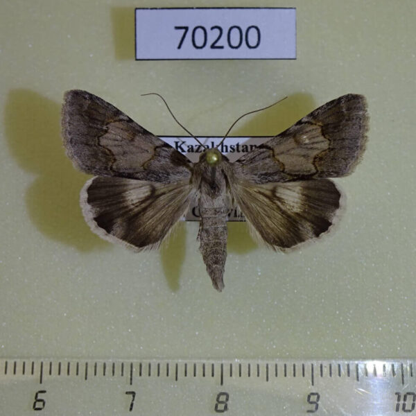 Noctuidae Drasteria aberrans Kazakhstan