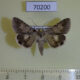 70200p Noctuidae Drasteria aberrans Kazakhstan $8