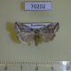 70202p Noctuidae Phyllophila obliterata Kazakhstan $5