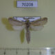70208p Cossidae Phragmataecia castaneae Kazakhstan $9