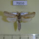 70210p Cossidae Phragmataecia castaneae Kazakhstan $9