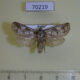 70219p Cossidae Catopta perunovi Tyva rep. $4