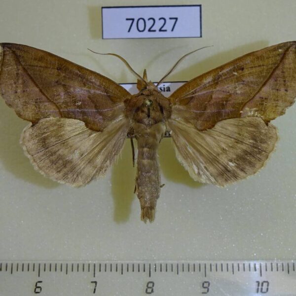Noctuidae Calyptra lata Primorye