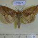 70227p Noctuidae Calyptra lata Primorye $5