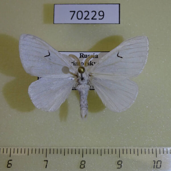 Lymantridae Arctornis l-nigrum ussuricum Primorye