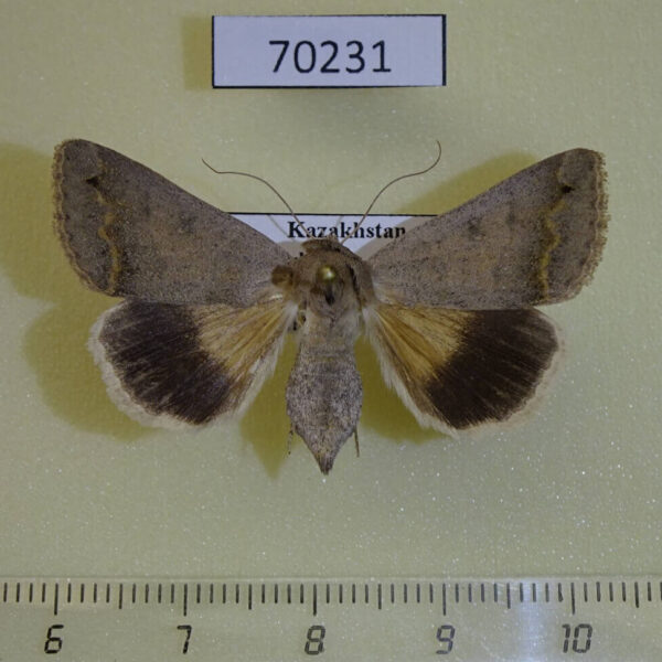 Noctuidae Clytie gracilis f Kazakhstan