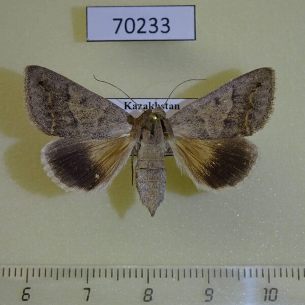 Noctuidae Clytie gracilis f Kazakhstan