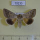 70233p Noctuidae Clytie gracilis f Kazakhstan $12