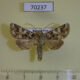 70237p Noctuidae Hadena strouhali Kazakhstan $8