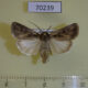 70239p Noctuidae Euxoa temera Kazakhstan $5