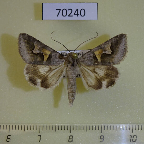 Noctuidae Drasteria caucasica Kazakhstan
