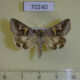 70240p Noctuidae Drasteria caucasica Kazakhstan $7