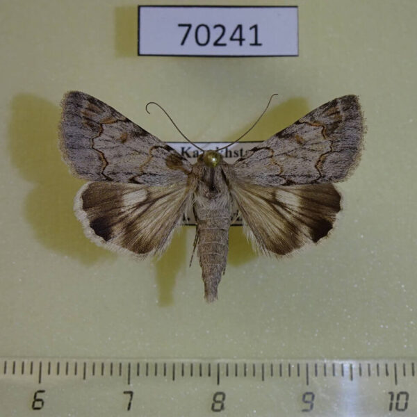 Noctuidae Drasteria aberrans Kazakhstan