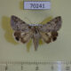 70241p Noctuidae Drasteria aberrans Kazakhstan $8