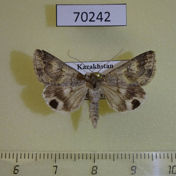 Noctuidae Drasteria tenera Kazakhstan