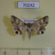 70242p Noctuidae Drasteria tenera Kazakhstan $9
