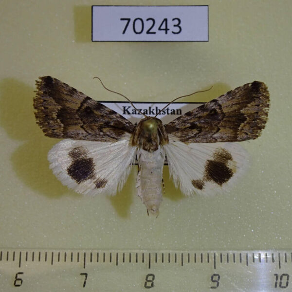 Noctuidae Anumeta cestis Kazakhstan